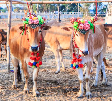 Yıllık adil güzel inek Yarışması