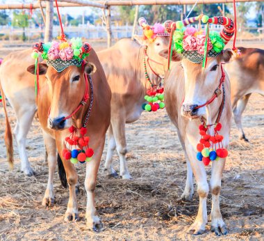 Yıllık adil güzel inek Yarışması