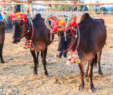 Yıllık adil güzel inek Yarışması