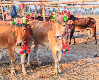 Annual fair beautiful cow contest clipart
