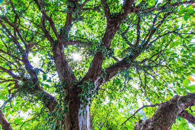 Yeşil ağaç (Baccaurea ramiflora)