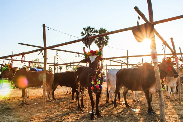 Rocznych targach pięknej krowy konkurs — Zdjęcie stockowe
