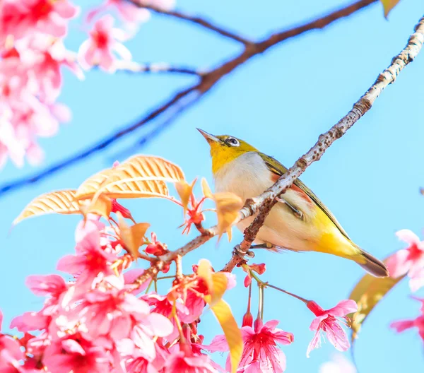 Kiraz çiçekli kuş.