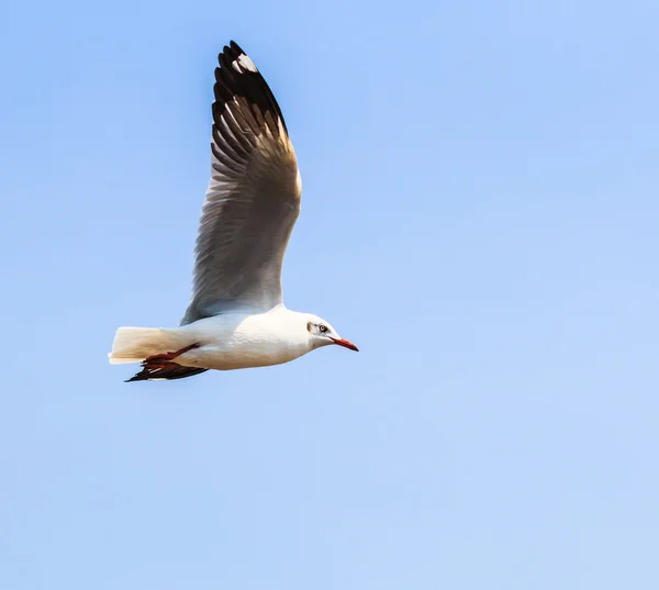 Möwenvogel auf Zugfahrt — Stockfoto