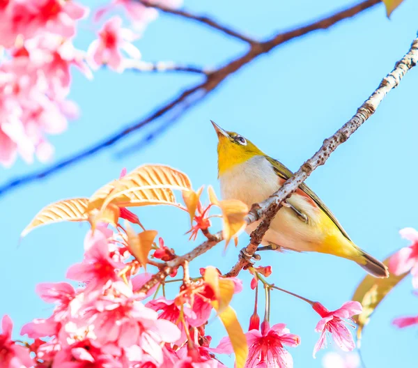 Kiraz çiçekli kuş.