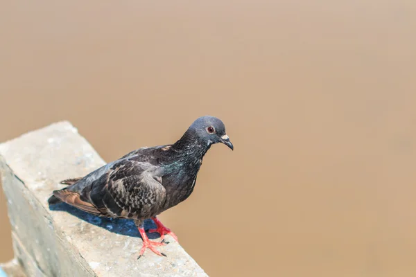 Pássaro pombo — Fotografia de Stock