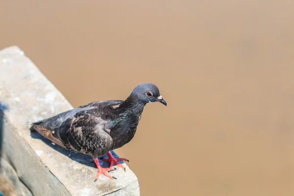 Pássaro pombo — Fotografia de Stock