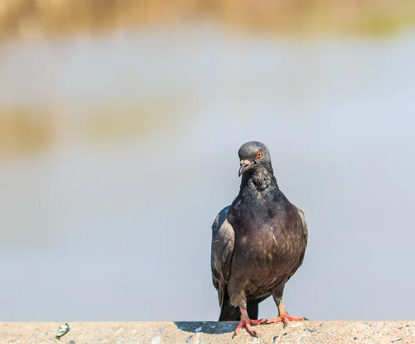 Pássaro pombo — Fotografia de Stock