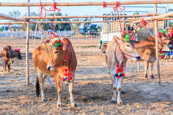 Yıllık adil güzel inek Yarışması