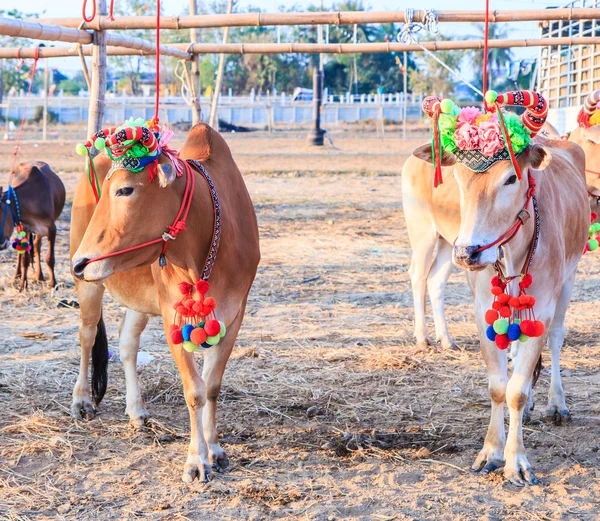 Yıllık adil güzel inek Yarışması