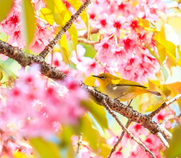 Pássaro em flor de cereja — Fotografia de Stock