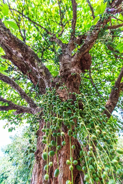 Albero verde (Baccaurea ramiflora ) — Foto Stock