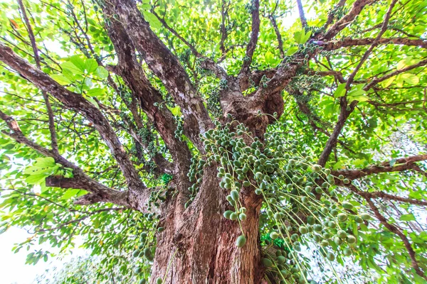 Zelený strom (Baccaurea ramiflora) — Stock fotografie
