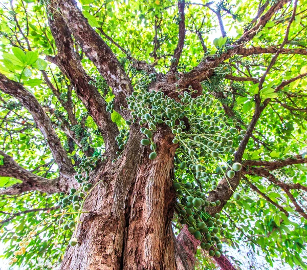 Зеленое дерево (Baccaurea ramiflora ) — стоковое фото