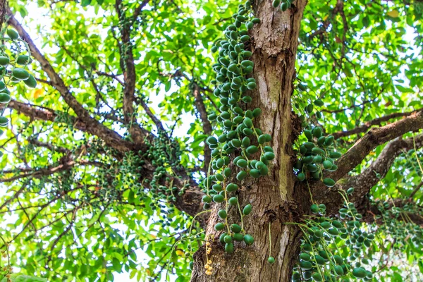 Groene boom (Baccaurea ramiflora) — Stockfoto