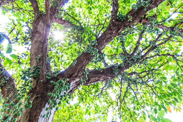 Yeşil ağaç (Baccaurea ramiflora)