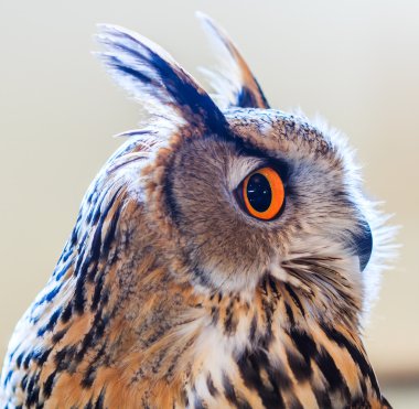 Sibirya kartal baykuş