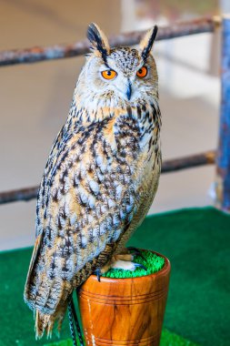 Sibirya kartal baykuş