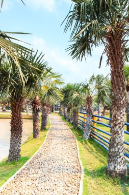 Palmiye Ekim ve yol