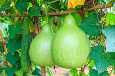 sebze aromalı kabak.