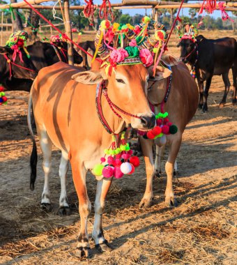 Yıllık adil güzel inek contes