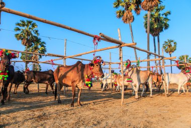 Yıllık adil güzel inek contes