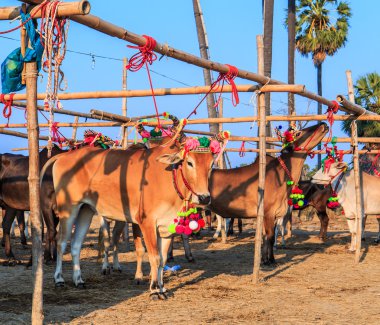 Yıllık adil güzel inek contes