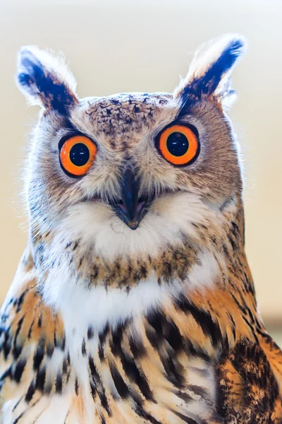 Búho de águila siberiana — Foto de Stock