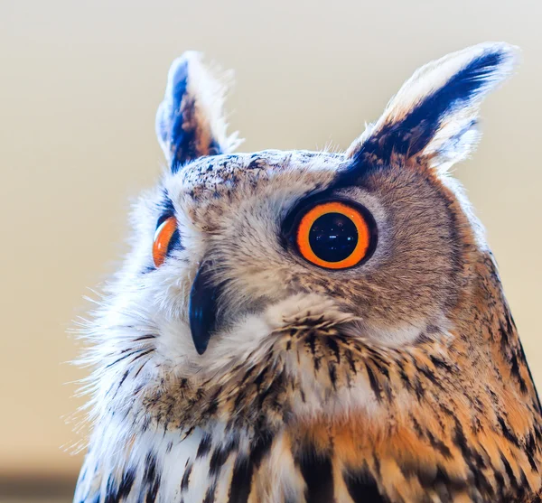 Siberian eagle owl — Stock Photo, Image