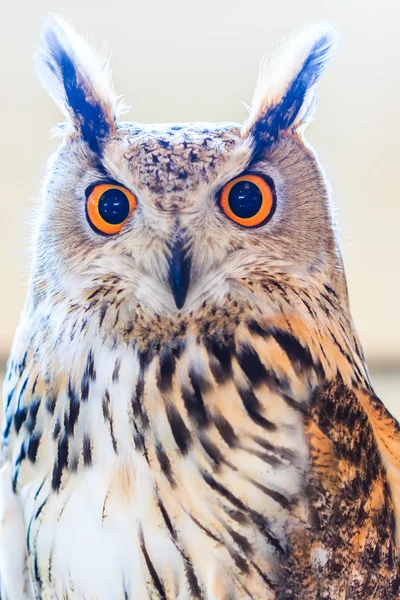 Coruja de águia siberiana — Fotografia de Stock