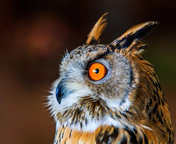 Coruja de águia siberiana — Fotografia de Stock