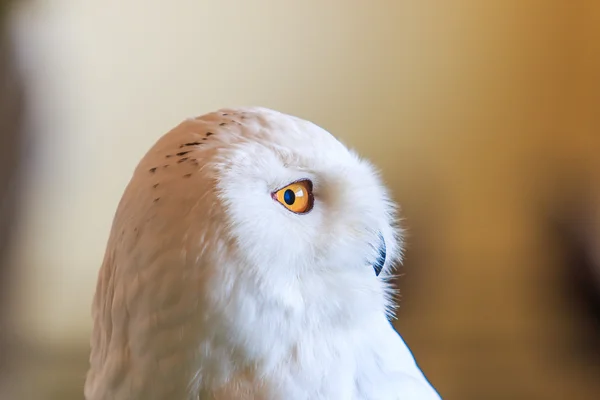 Sněžná sova - bubo scandiacus — Stock fotografie