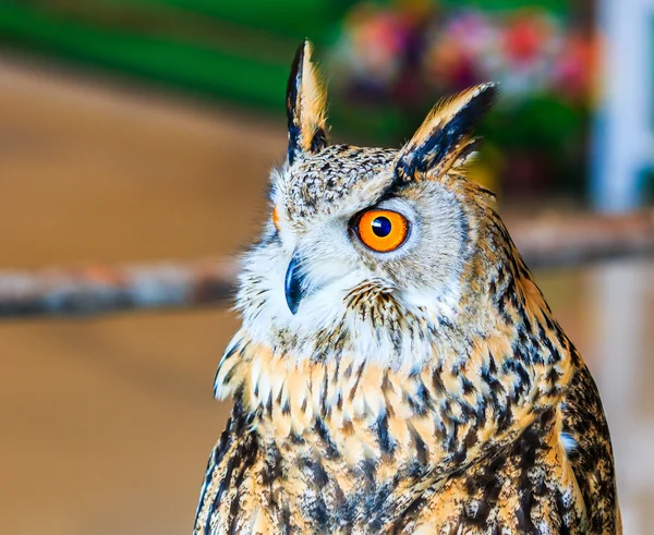 Sibirya kartal baykuş — Stok fotoğraf