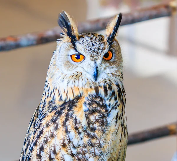 Siberian eagle owl — Stock Photo, Image