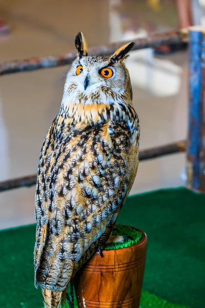 Coruja de águia siberiana — Fotografia de Stock