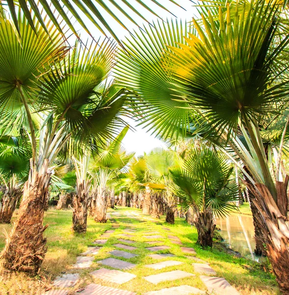 Plantación de palma y camino — Foto de Stock