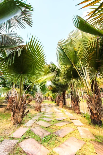 Plantación de palma y camino — Foto de Stock