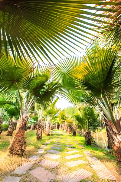 Plantación de palma y camino —  Fotos de Stock