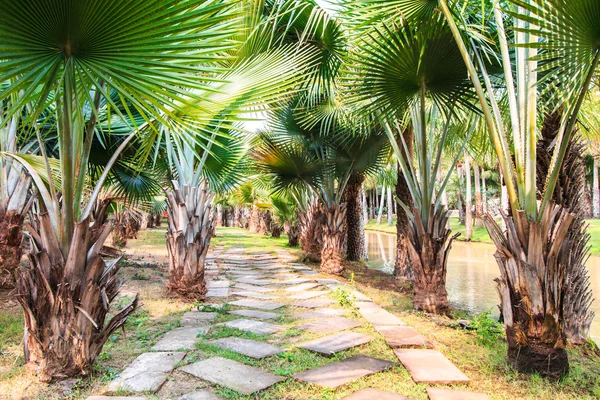 Palma Plantação e maneira — Fotografia de Stock