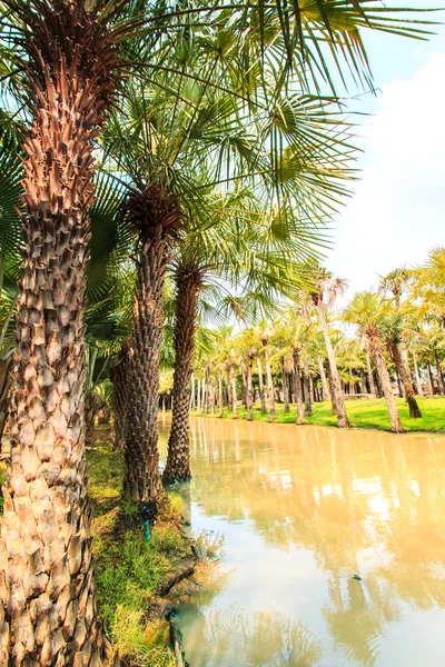 Plantación de palma y camino — Foto de Stock