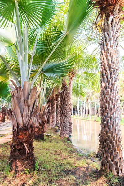 Пальмовая плантация и путь — стоковое фото
