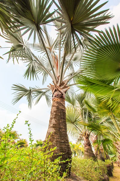 Plantacji Palm i sposób — Zdjęcie stockowe