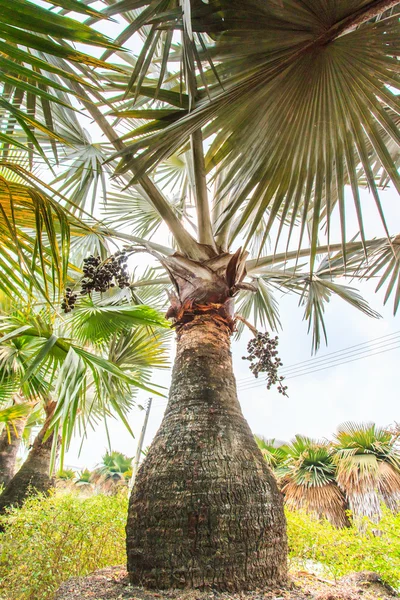 Plantáže palmy a způsob — Stock fotografie