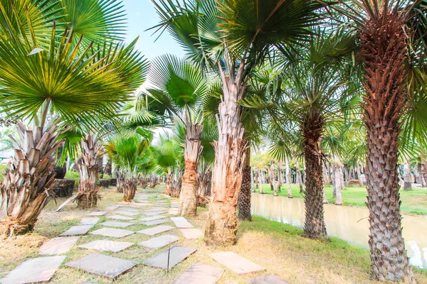 Palm Plantation och sätt — Stockfoto