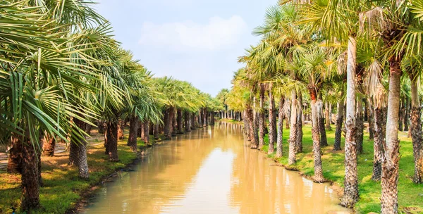 Palm Plantation and way — Stock Photo, Image