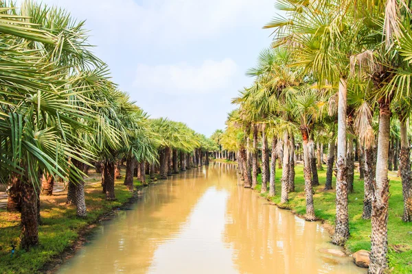 Palm Plantation and way — Stock Photo, Image