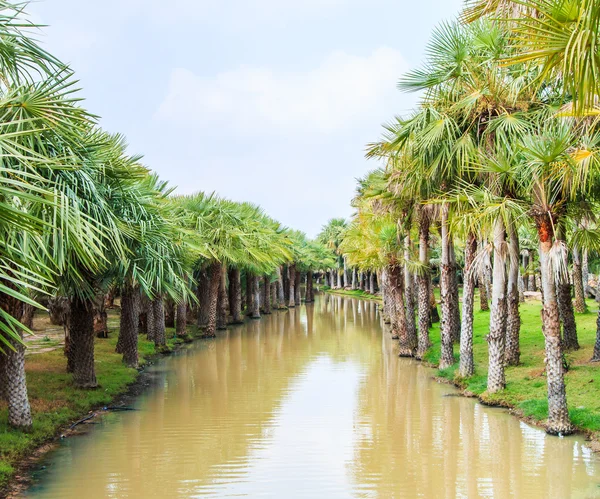 Palmiye Ekim ve yol — Stok fotoğraf