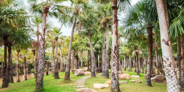 Plantación de palma y camino — Foto de Stock