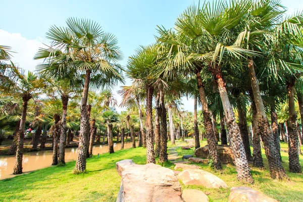 Palm Plantation and way — Stock Photo, Image