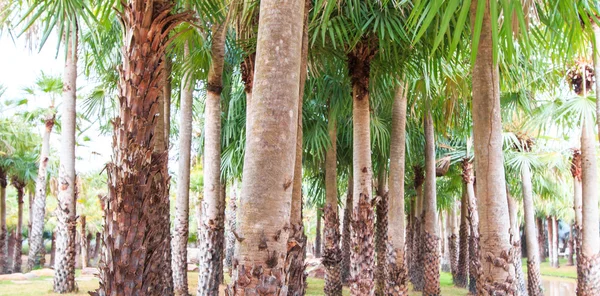 Plantación de palma y camino — Foto de Stock